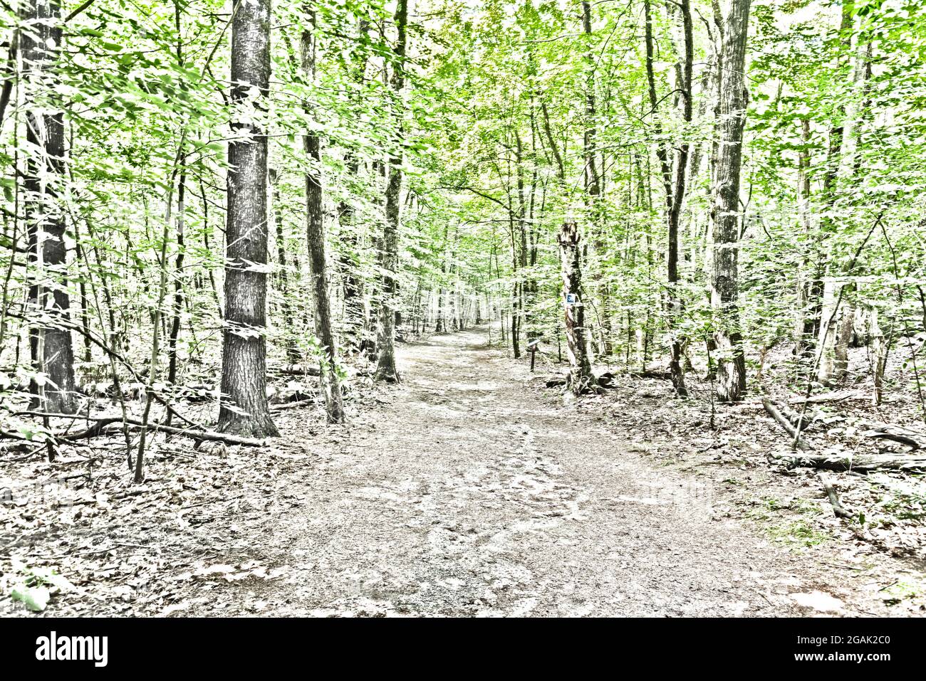 Walk in the Woods - views Stock Photo