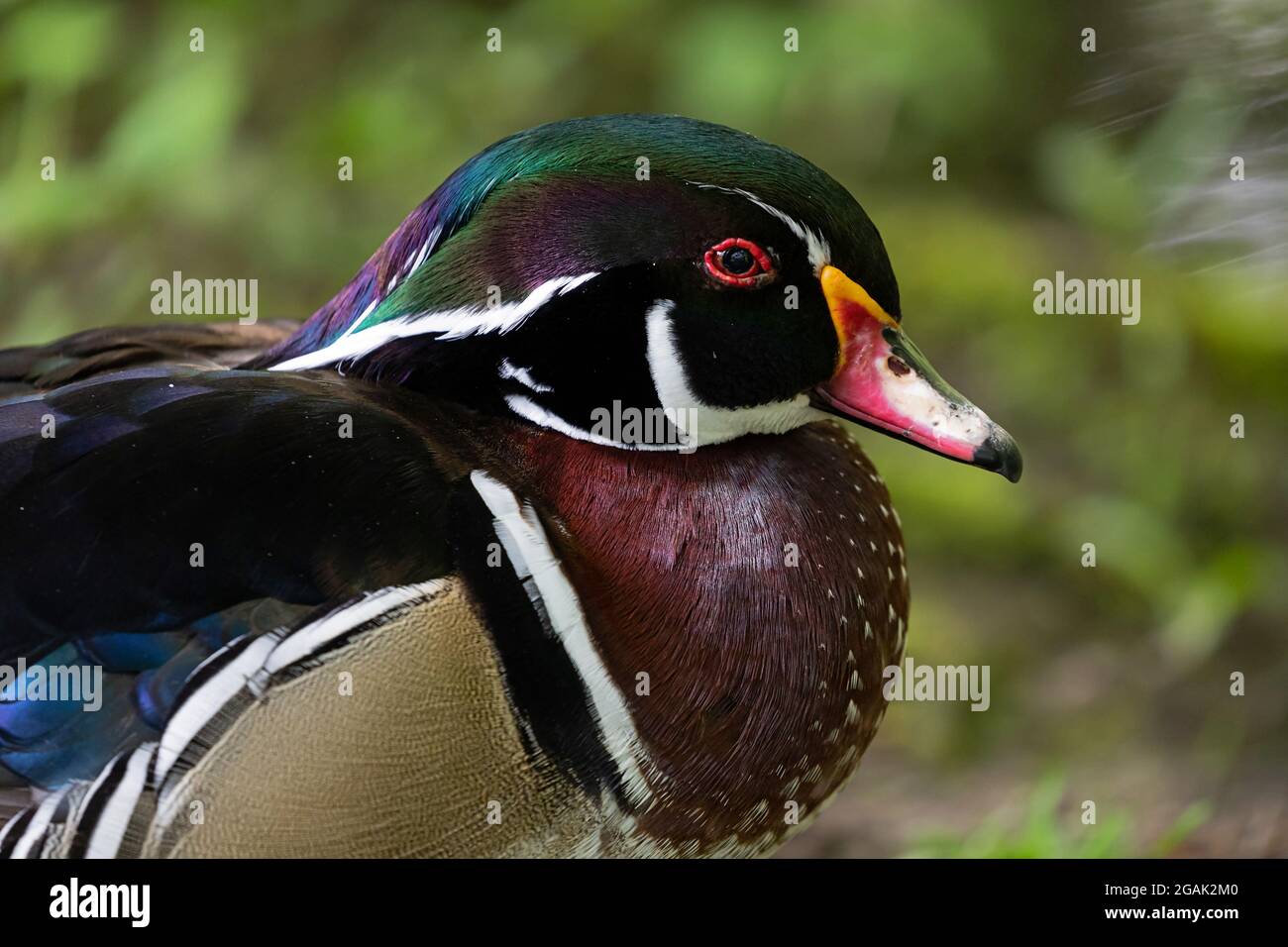 Portrait of a male Wood Duck Stock Photo
