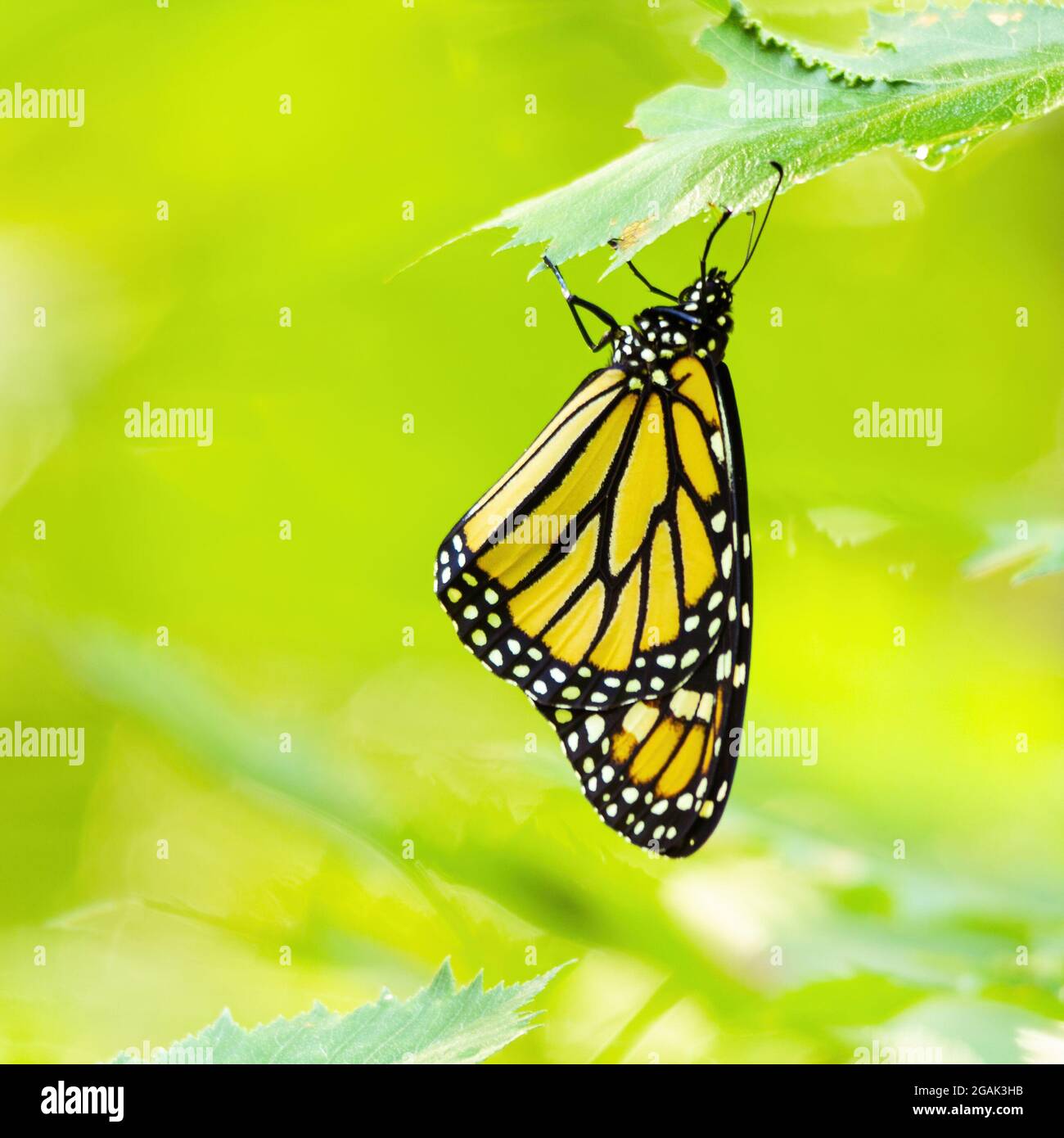 Newly released monarch butterfly hanging from the underside of a leaf against a green blurry background. Stock Photo