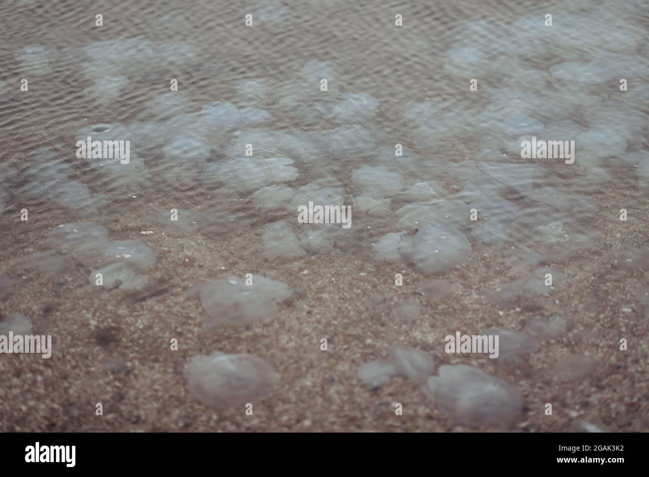 beautiful marine large transparent jellyfish on the seashore Stock Photo
