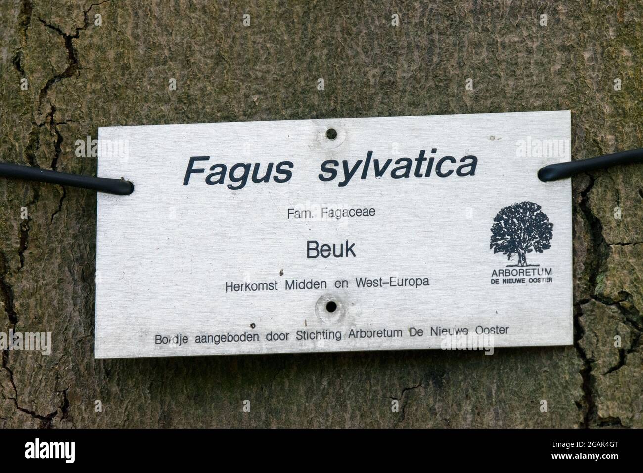 Sign Fagus Sylvatica Pendula At The Nieuwe Ooster Cemetery Amsterdam The Netherlands 26-4-2020 Stock Photo