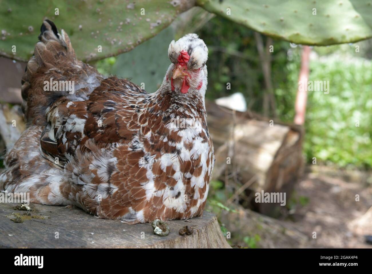 Easter egger hen hi-res stock photography and images - Alamy