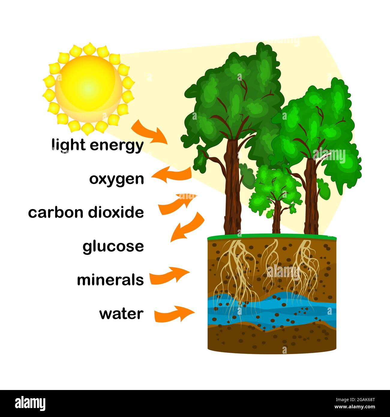 Photosynthesis diagram. Process of plant produce oxygen. Photosynthesis  process labelled. science Education botany poster. Stock vector  illustration Stock Vector Image & Art - Alamy