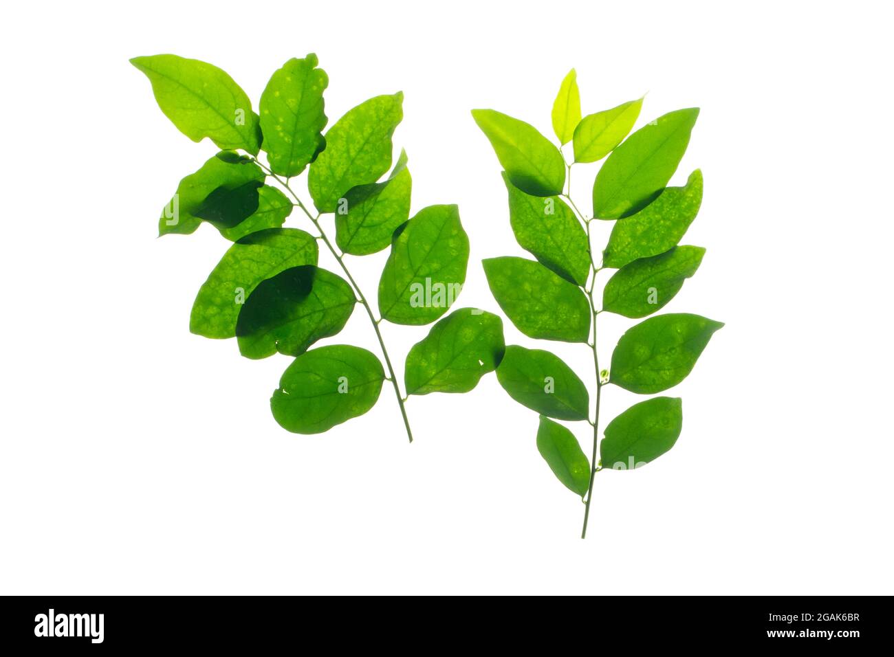 Tropical leaves foliage plant bush floral arrangement nature backdrop isolated on white background, clipping path included. Stock Photo