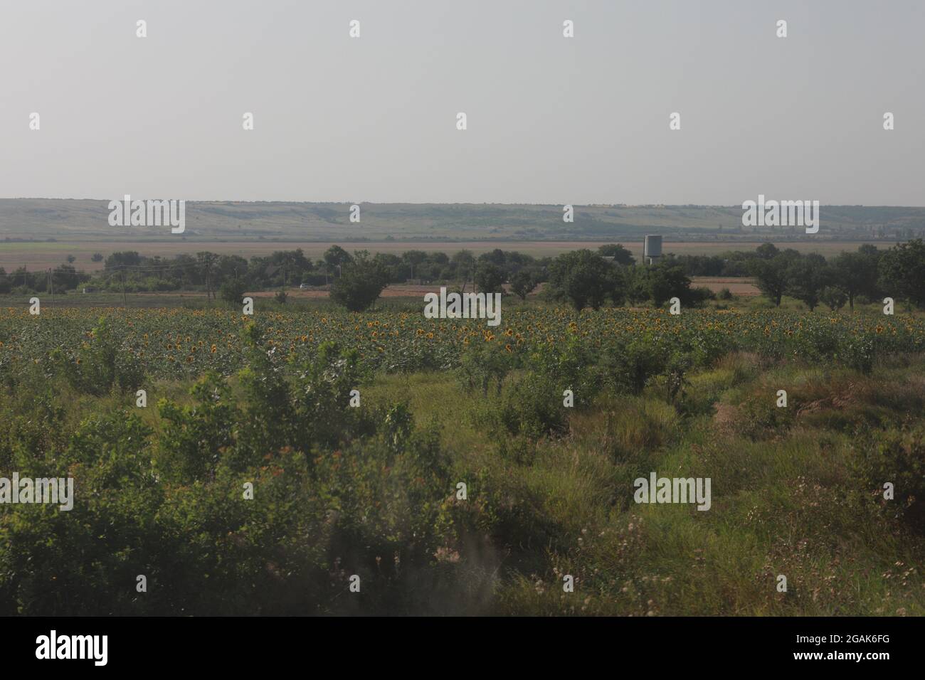 large field of close-up yellow ripe sunflowers flowers Stock Photo - Alamy