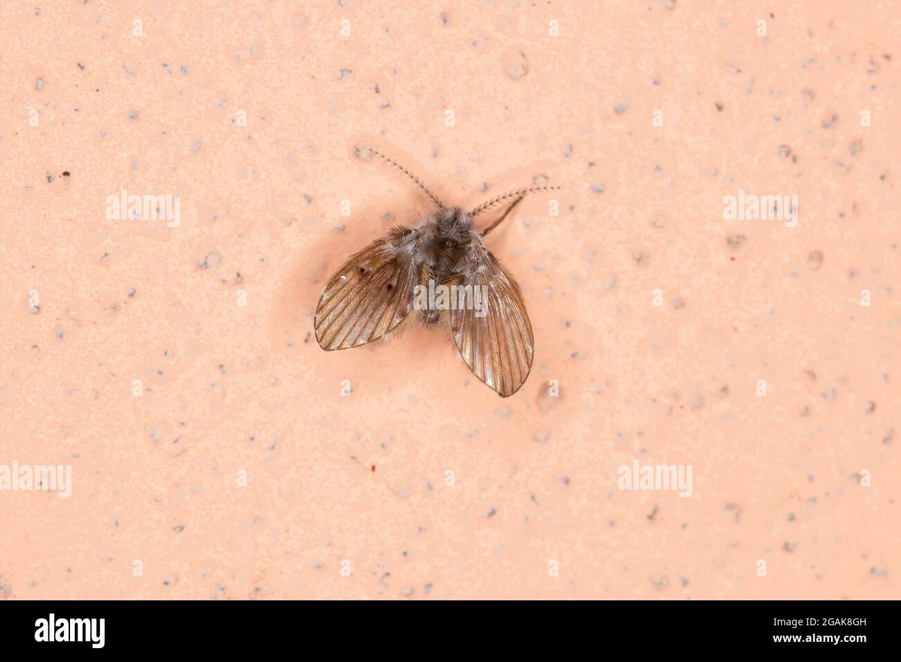 Bathroom Moth Midge of the species Clogmia albipunctata Stock Photo