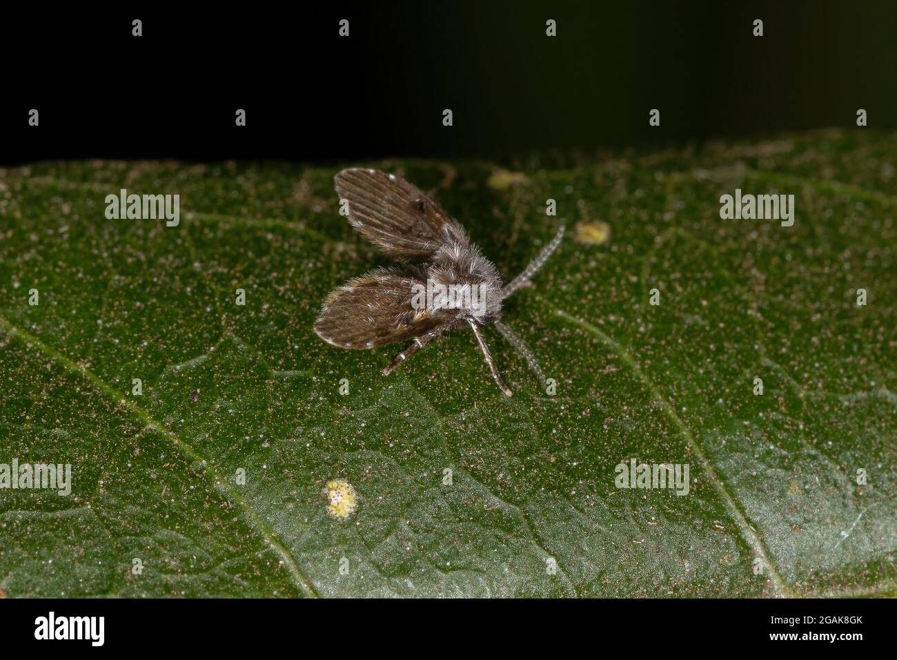 Bathroom Moth Midge of the species Clogmia albipunctata Stock Photo