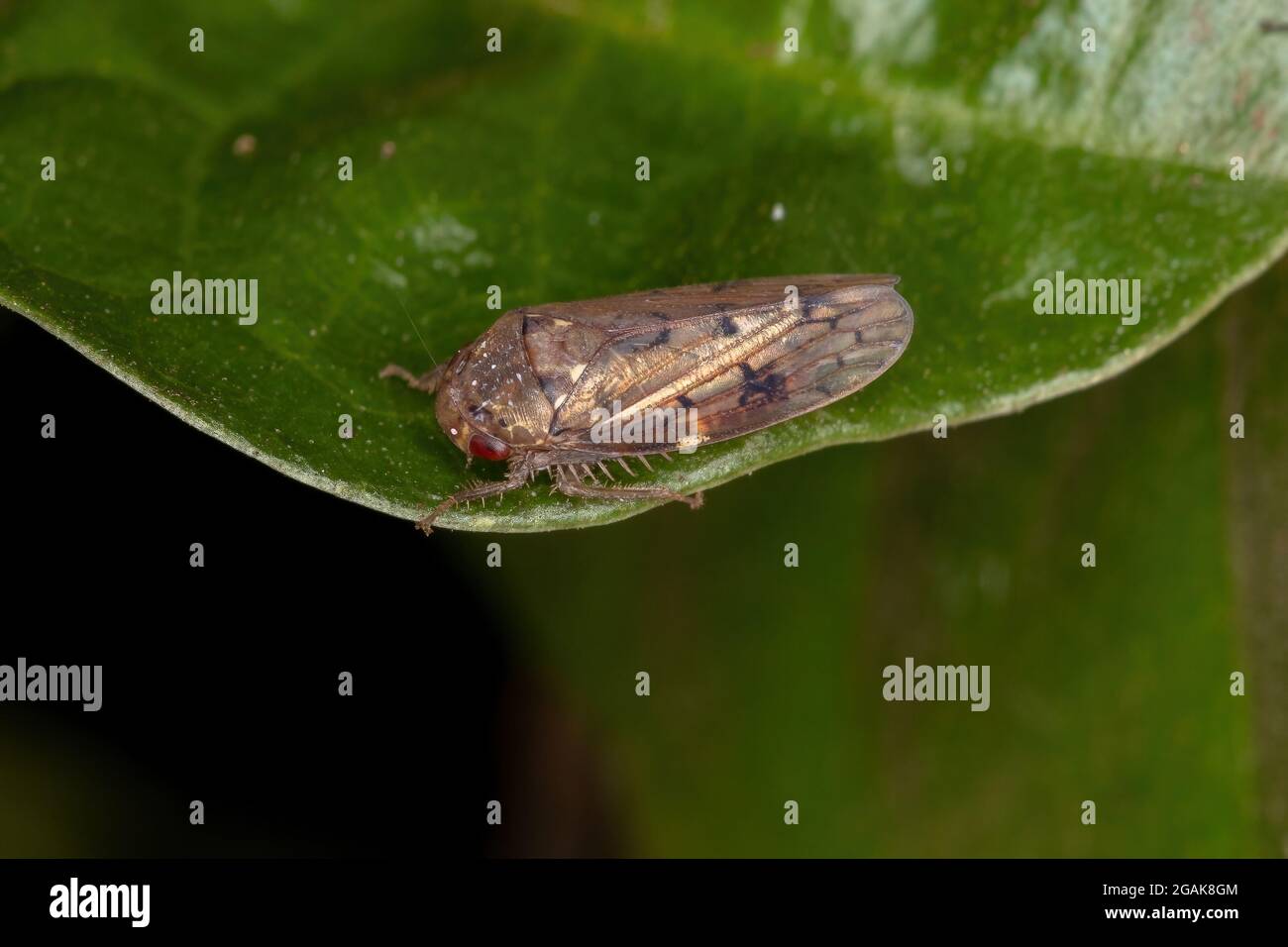 Adult Typical Leafhopper of the Genus Polana Stock Photo Alamy