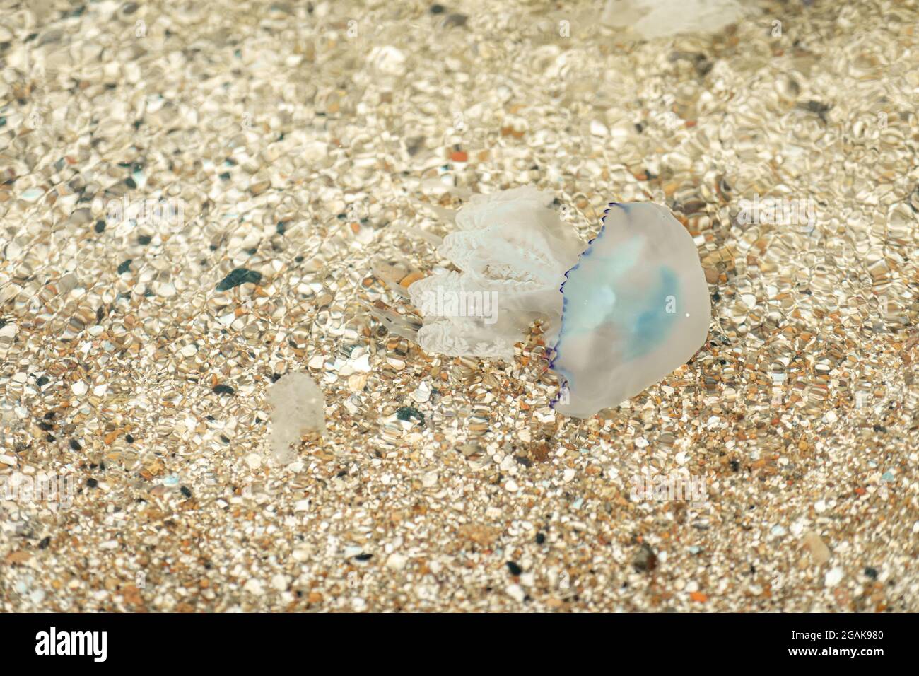 beautiful marine large transparent jellyfish on the seashore Stock Photo