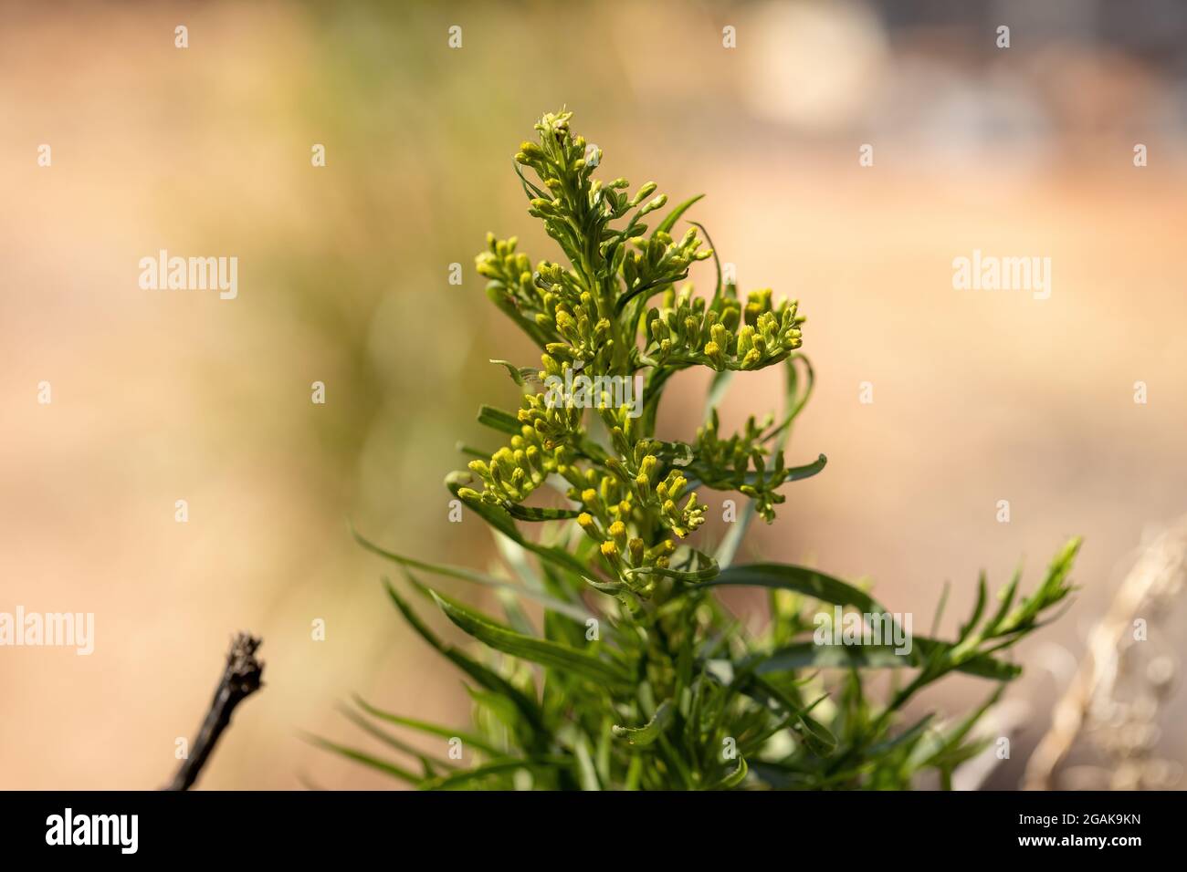 Anise Goldenrod Plant of the species Solidago chilensis with selective focus Stock Photo