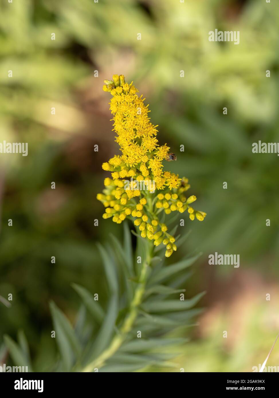 Anise Goldenrod Plant of the species Solidago chilensis with selective focus Stock Photo