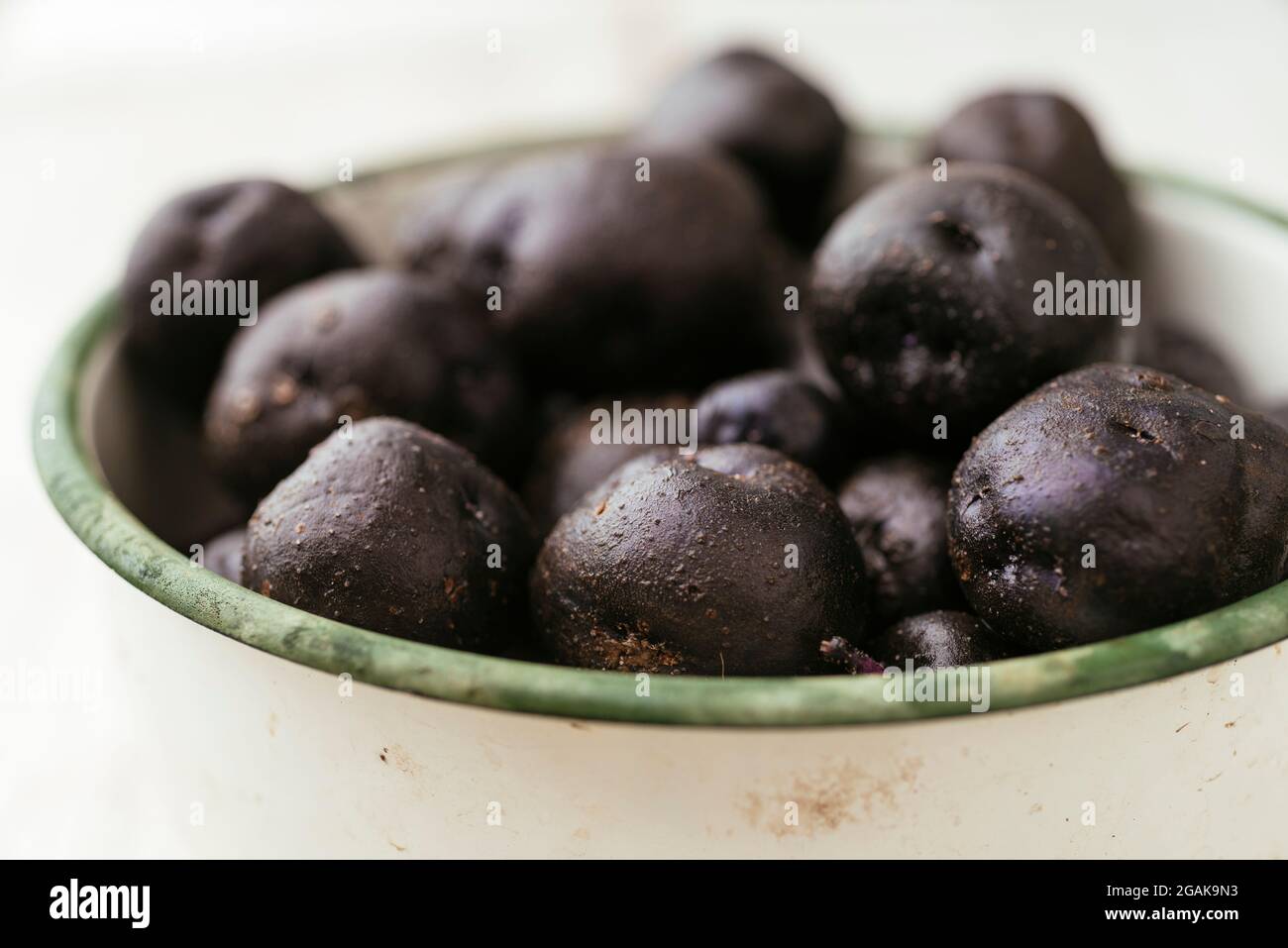 Purple potato (var. Valfi/Königsblau) freshly harvested. Stock Photo