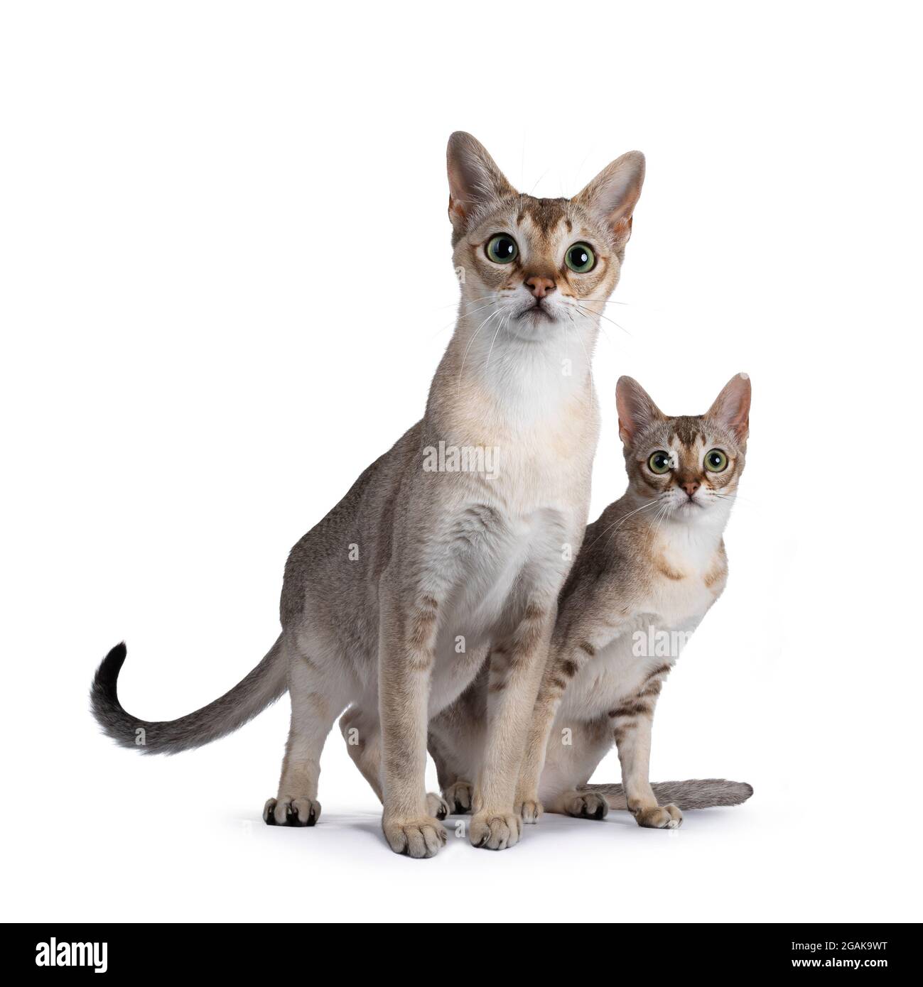Singapura Cat Size Comparison