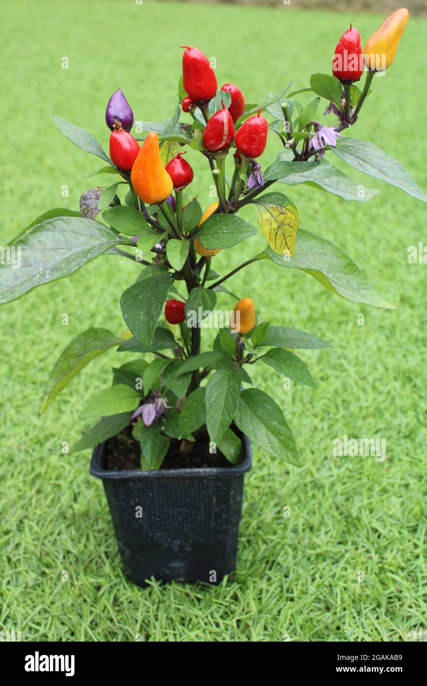chilli pepper aurora latin name Capsicum annuum with red, orange yellow