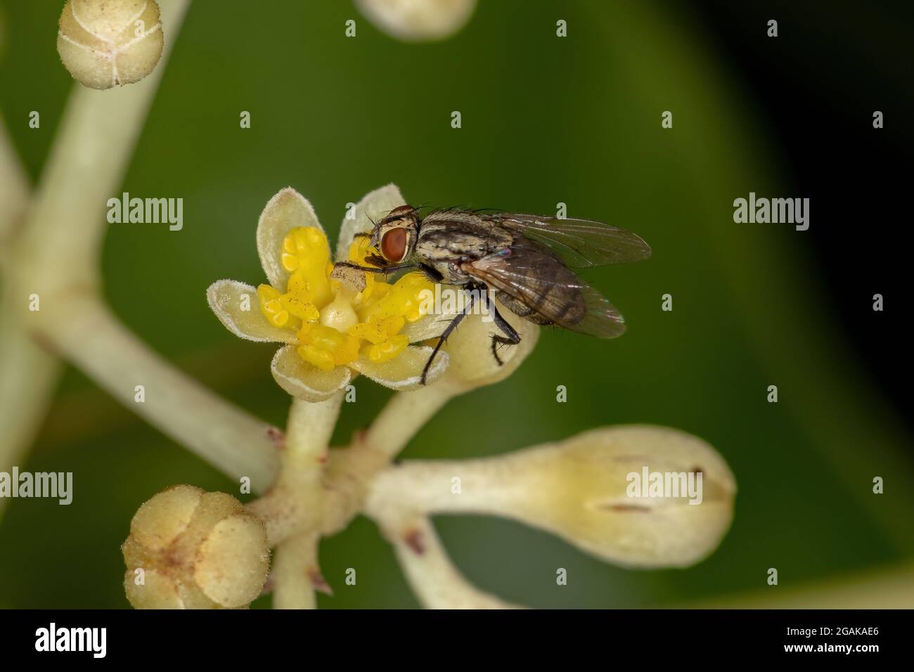 Adult Bristle Fly of the Family Tachinidae on cinnamon flowers Stock ...