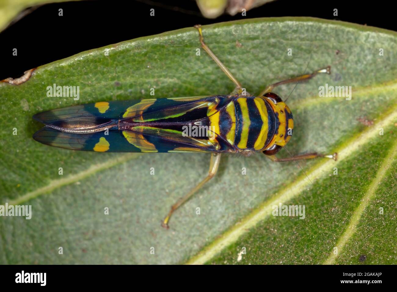 Adult Typical Leafhopper of the genus Dilobopterus Stock Photo Alamy