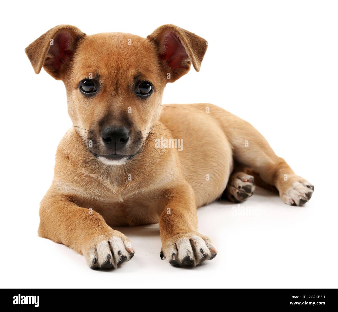 Puppy isolated on white Stock Photo - Alamy