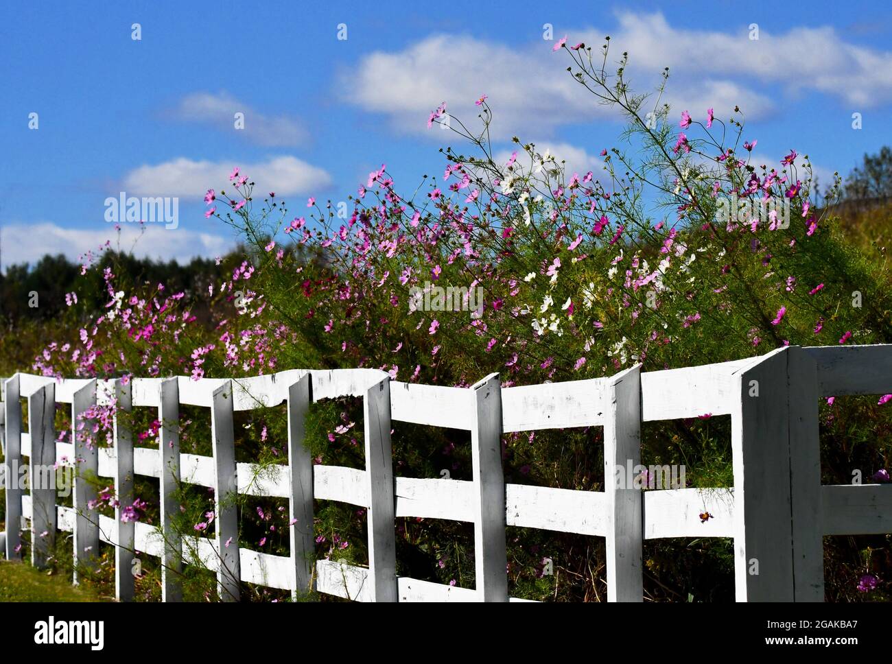 Wildflowers along a white fence on a warm summer day. Stock Photo