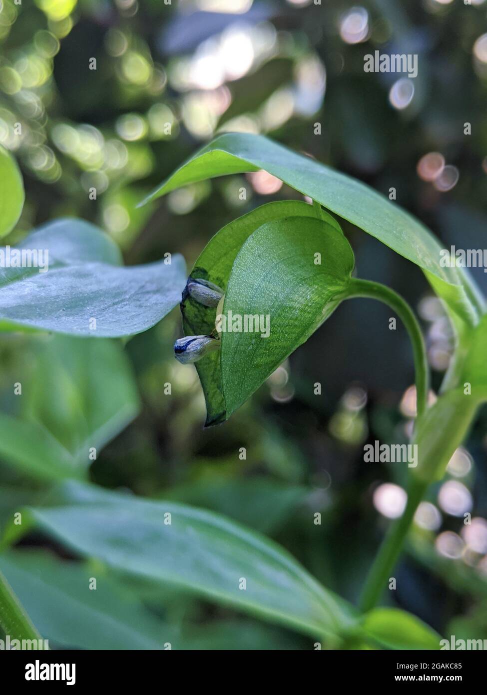Commelina communis bud among lush green leaves Stock Photo