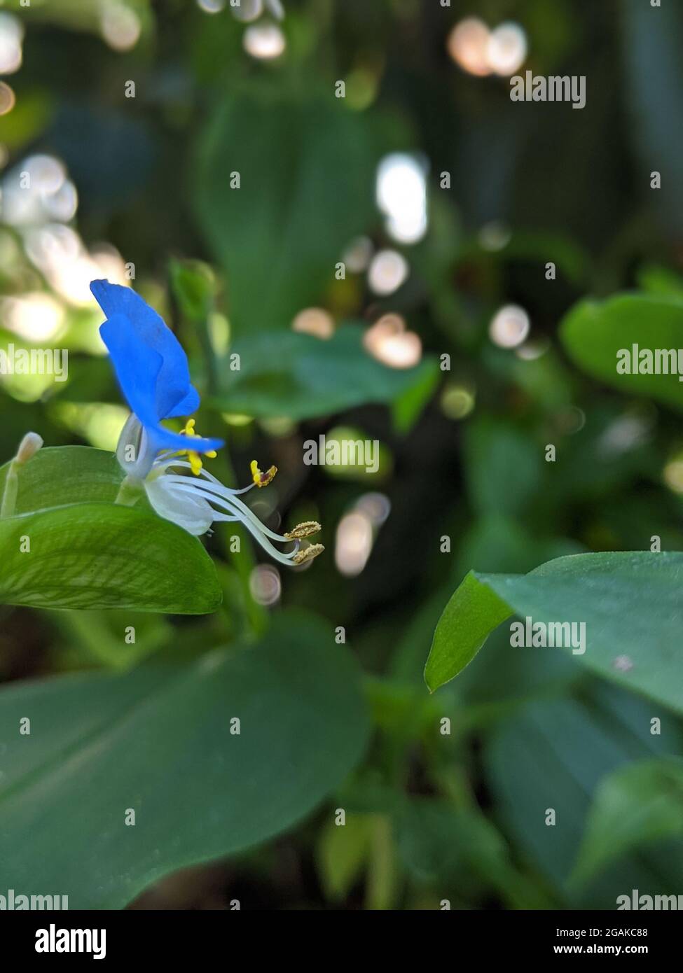 Asiatic dayflower flower among lush green leaves Stock Photo
