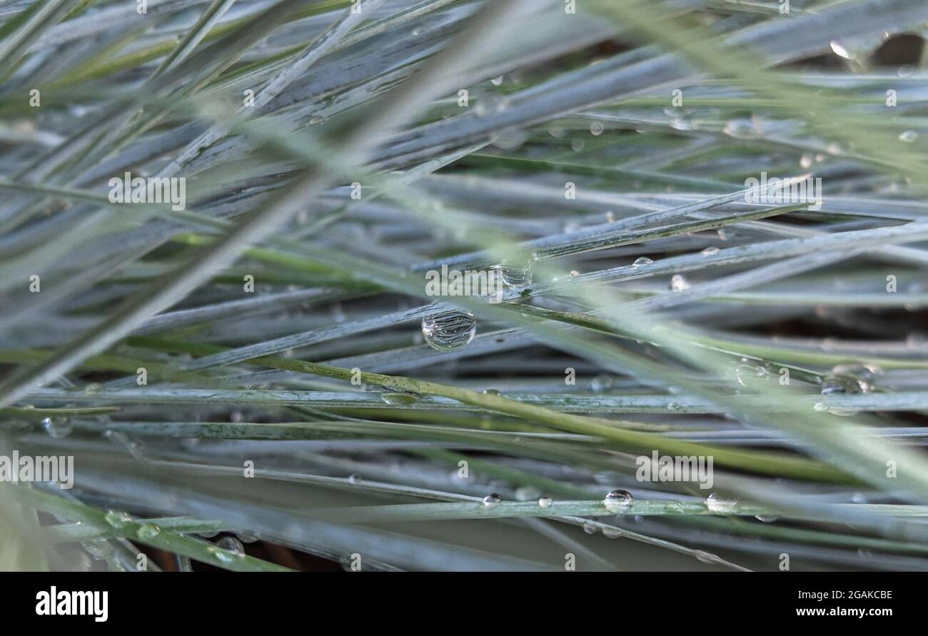 Festuca blue full of drops after a rainy day Stock Photo