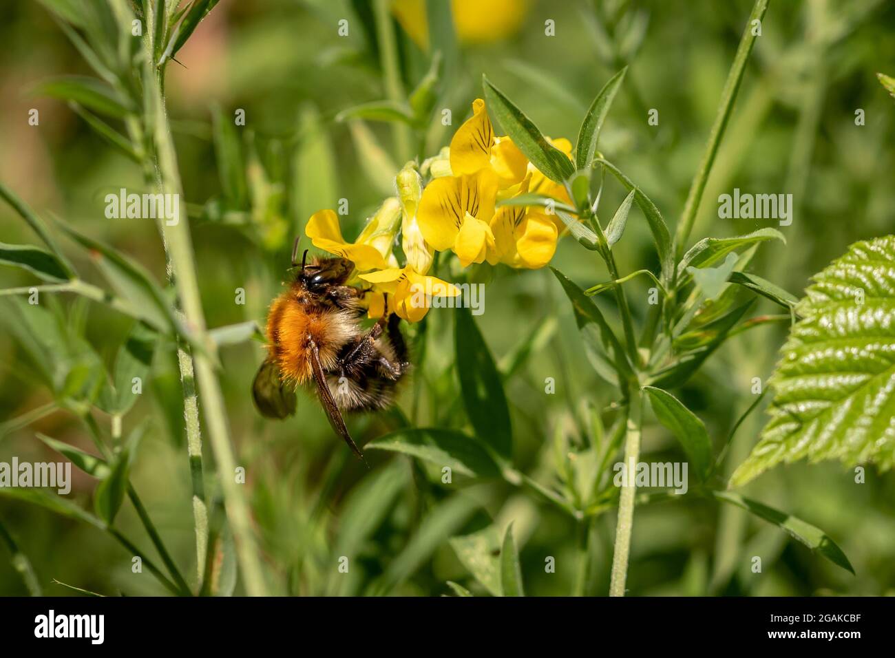 Common Carder Bee on a Meadow Vetchling flower, Firestone Copse, Isle of Wight, England Stock Photo