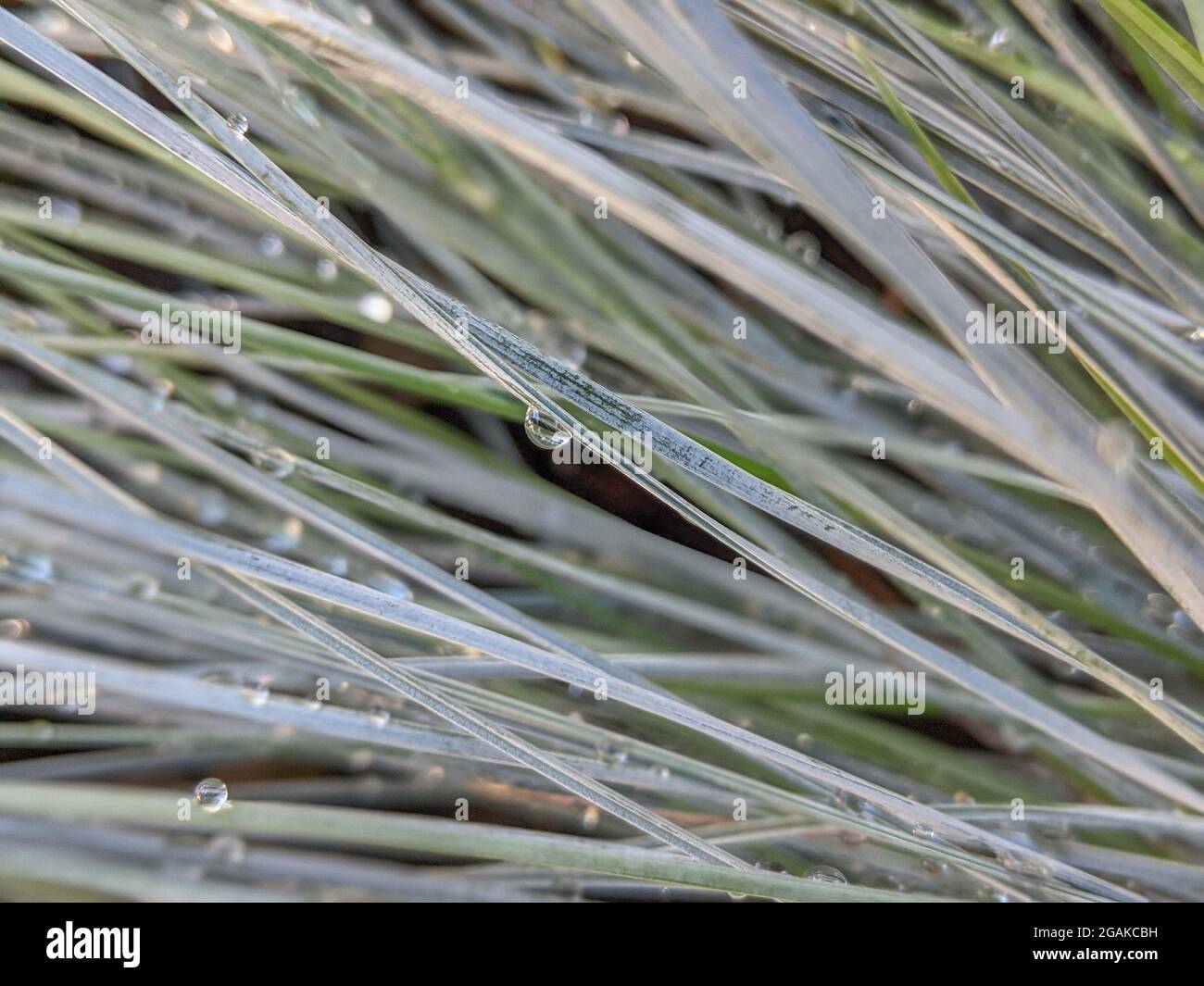 Festuca blue with drops of rain Stock Photo