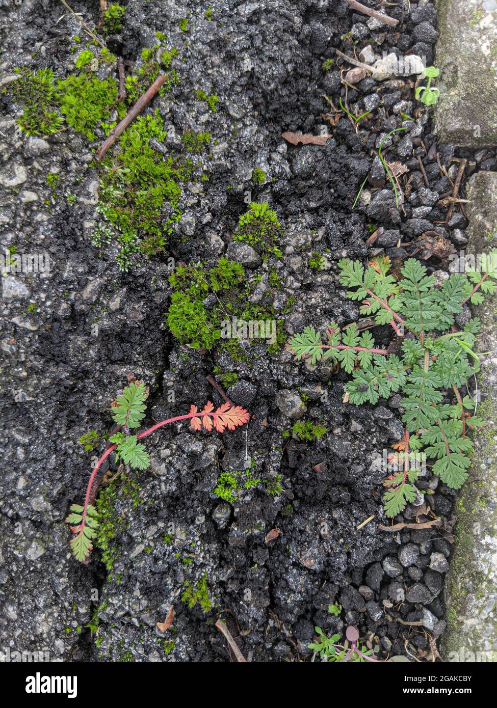 Tiny plants growing through concrete on the street Stock Photo Alamy