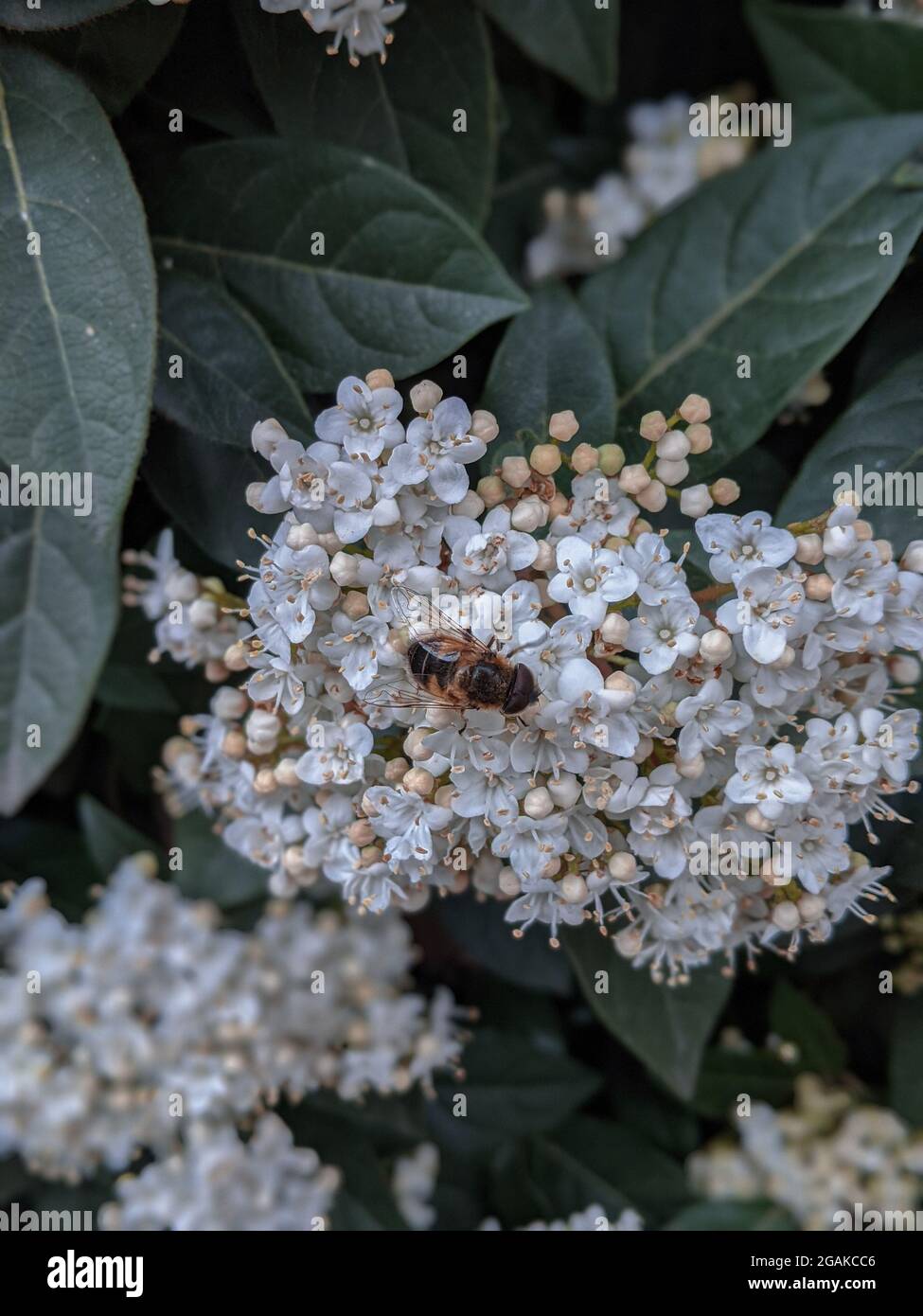 Bee on a Spirea ulmaria flowers. Meadowsweet in bloom with a bee on the flowers. Stock Photo