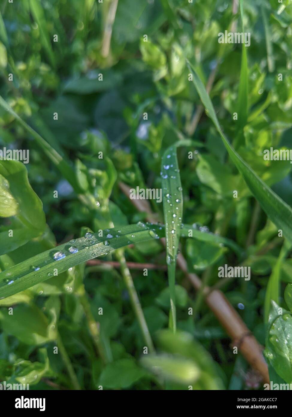 Field of raindrops hi-res stock photography and images - Alamy