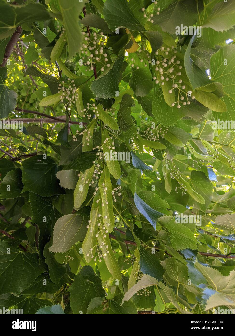 Linden tree in bloom is full of buds Stock Photo