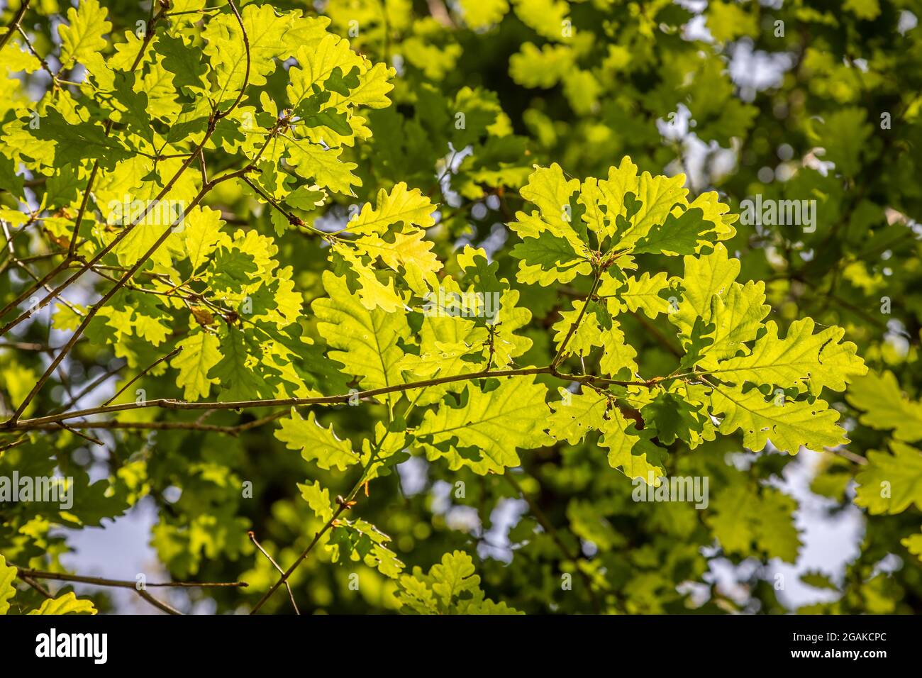Sun shining through Oak leaves, Cowes, IOW, England Stock Photo
