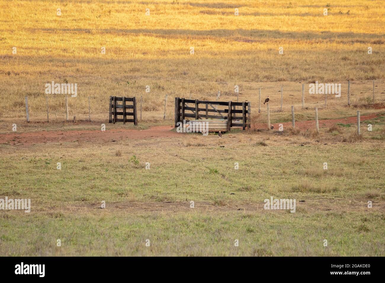 Typical Brazilian cattle ranching pasture fields Stock Photo - Alamy