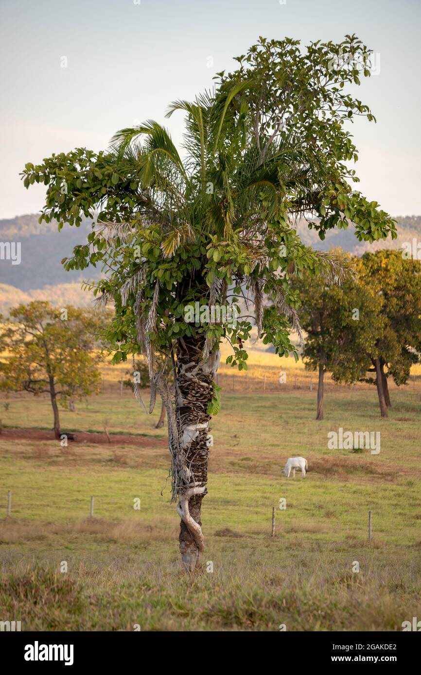 monocotyledonous tree being covered by a dicotyledonous tree Stock Photo
