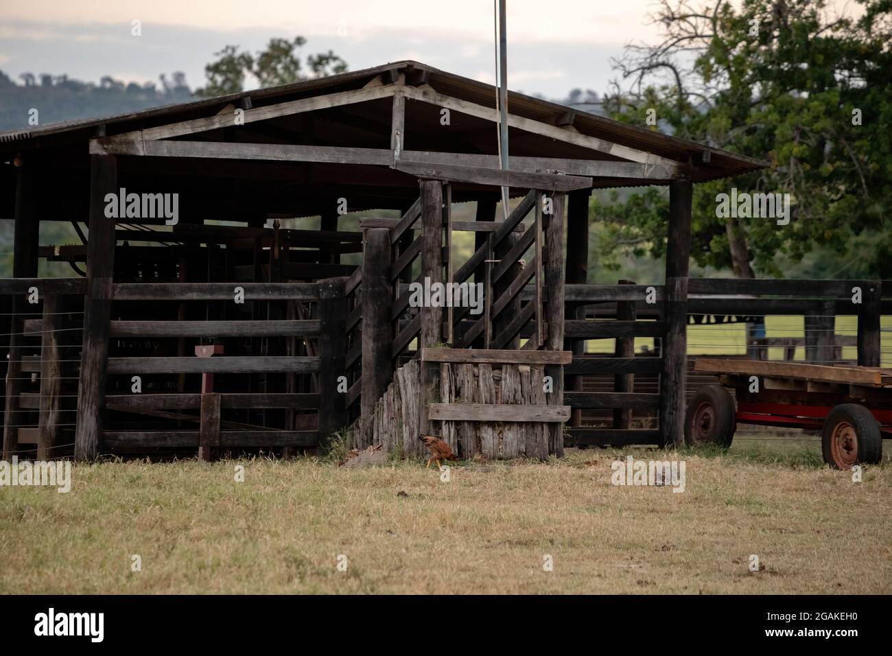 Wooden corral for handling livestock on farm Stock Photo - Alamy