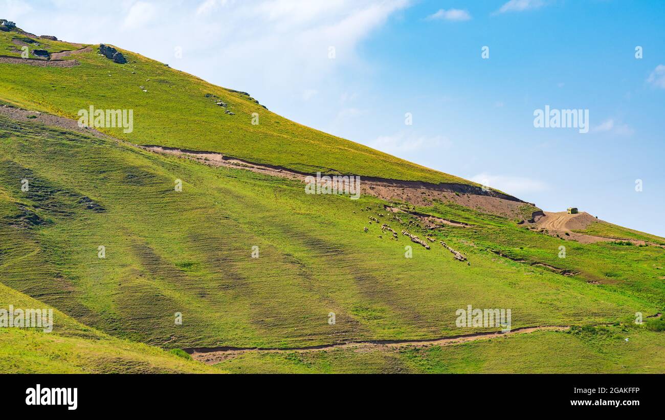 A herd of sheep grazing on a mountain slope Stock Photo