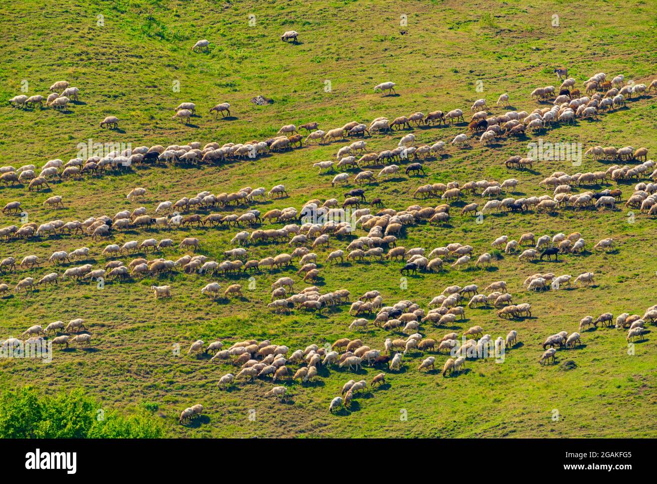 A herd of sheep grazing on a mountain slope Stock Photo - Alamy