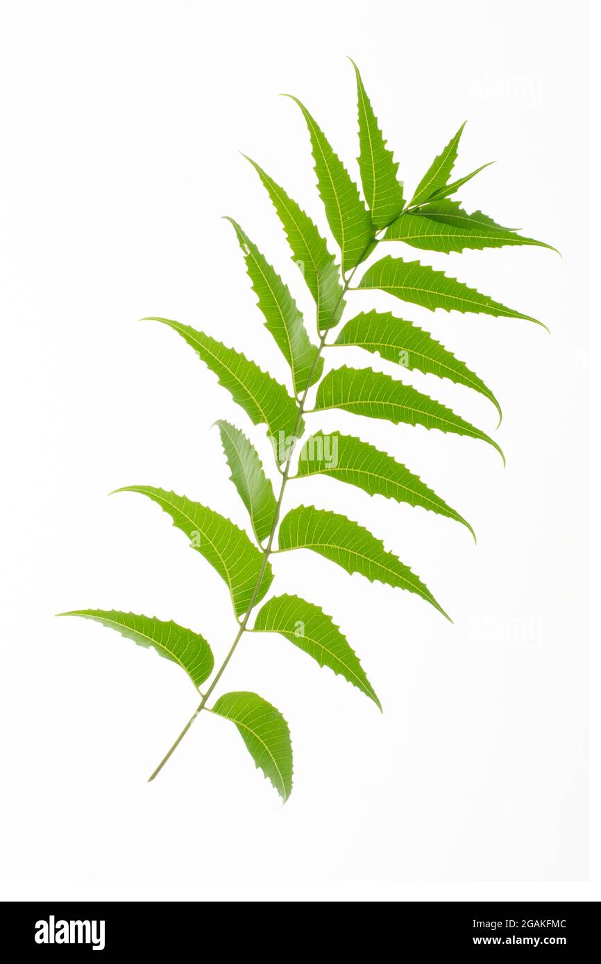 Tropical leaves foliage plant bush floral arrangement nature backdrop isolated on white background, clipping path included. Stock Photo