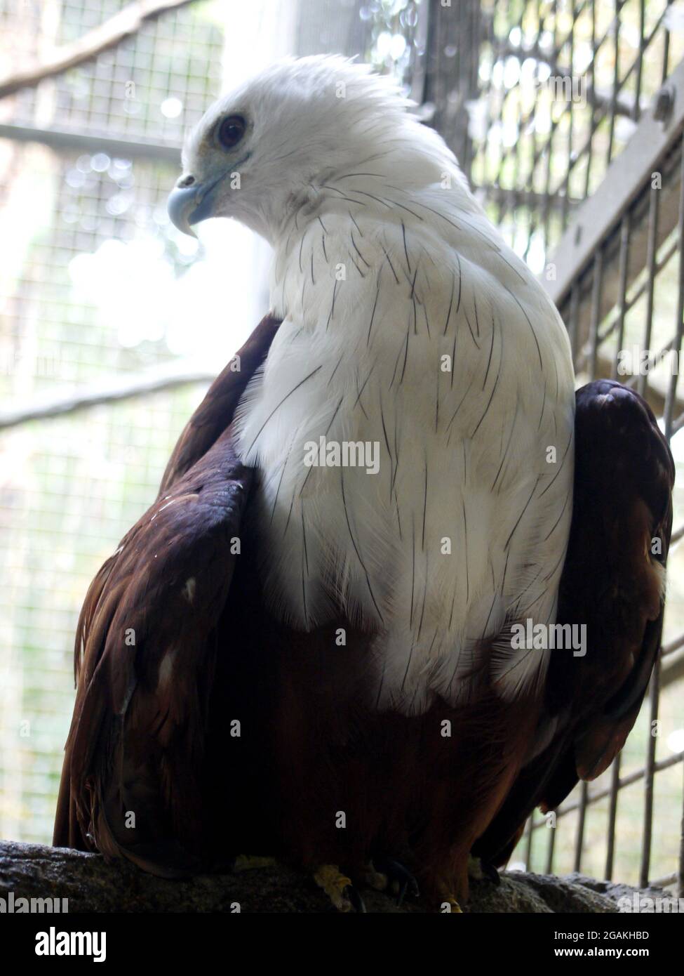 The brahminy kite (Haliastur indus), formerly known as the red-backed sea-eagle in Australia, is a medium-sized bird of prey in the family Accipitrida Stock Photo