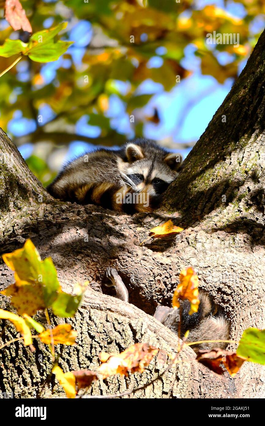 Raccoon in fall tree hi-res stock photography and images - Alamy