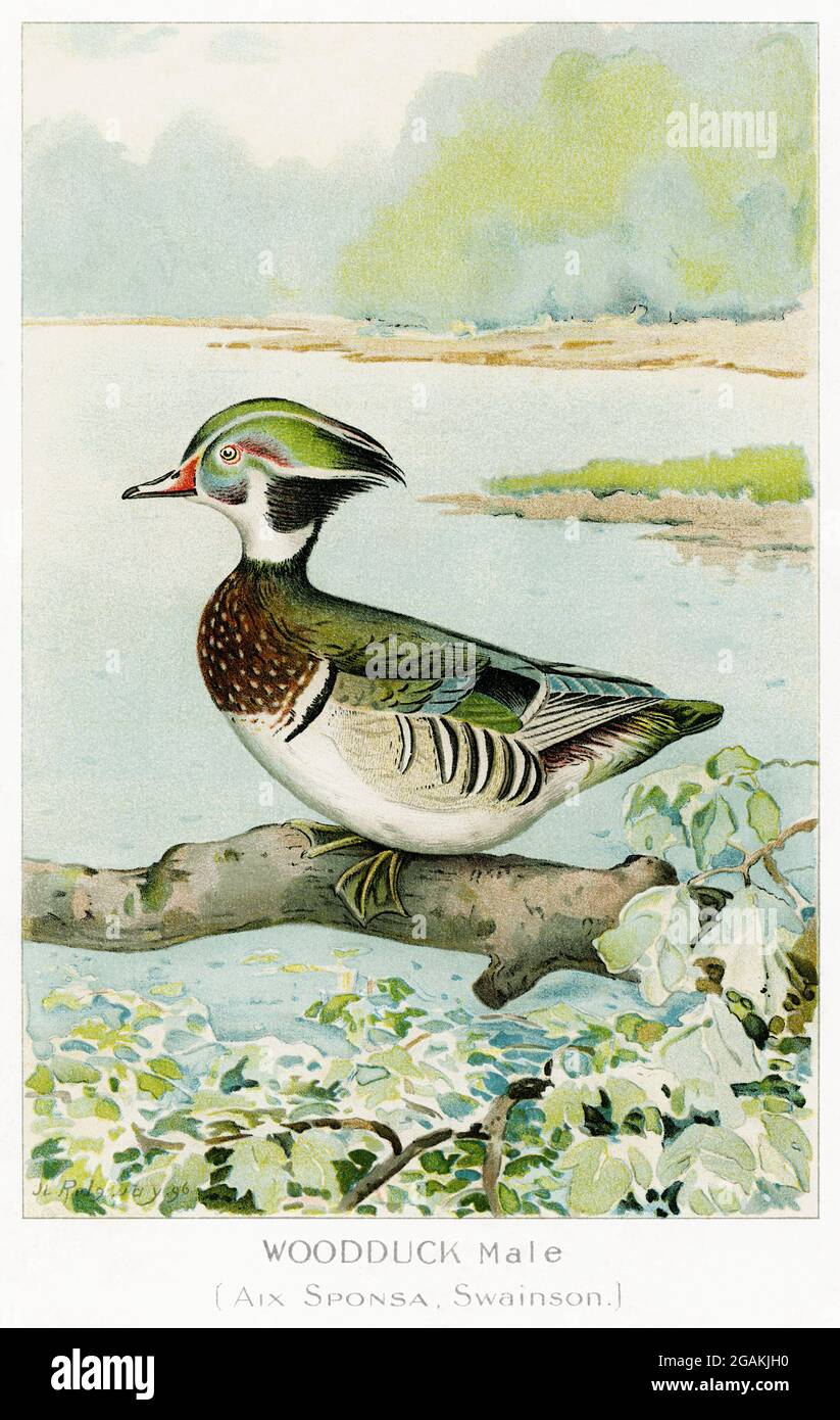 birds of north america vintage illustrations Stock Photo