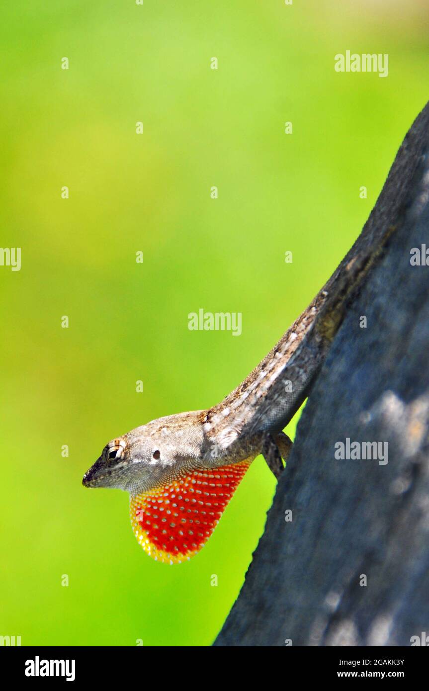 Gecko on a branch Stock Photo