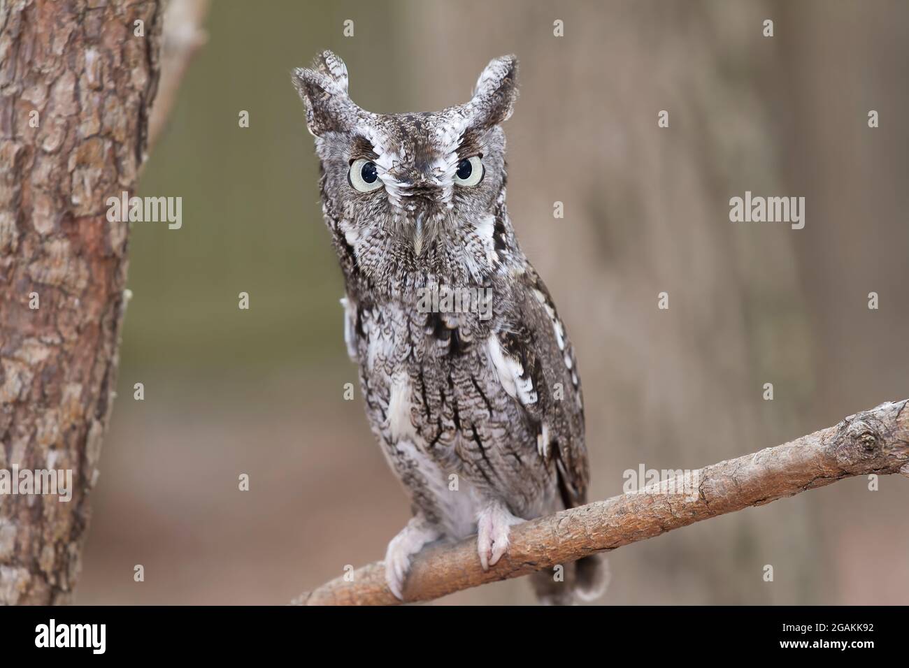 Male Eastern Screech Owl Stock Photo