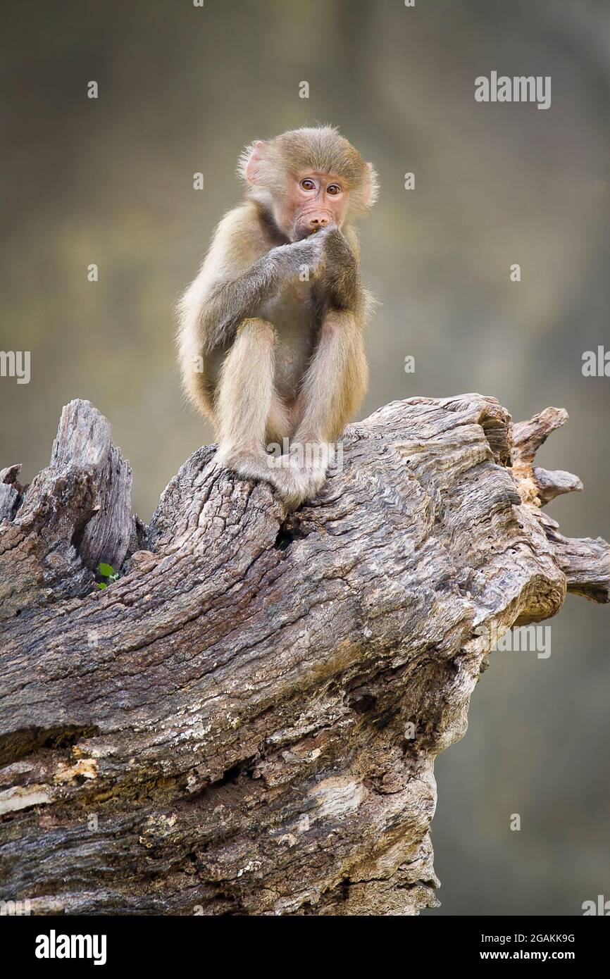 Baboon nose hi-res stock photography and images - Alamy