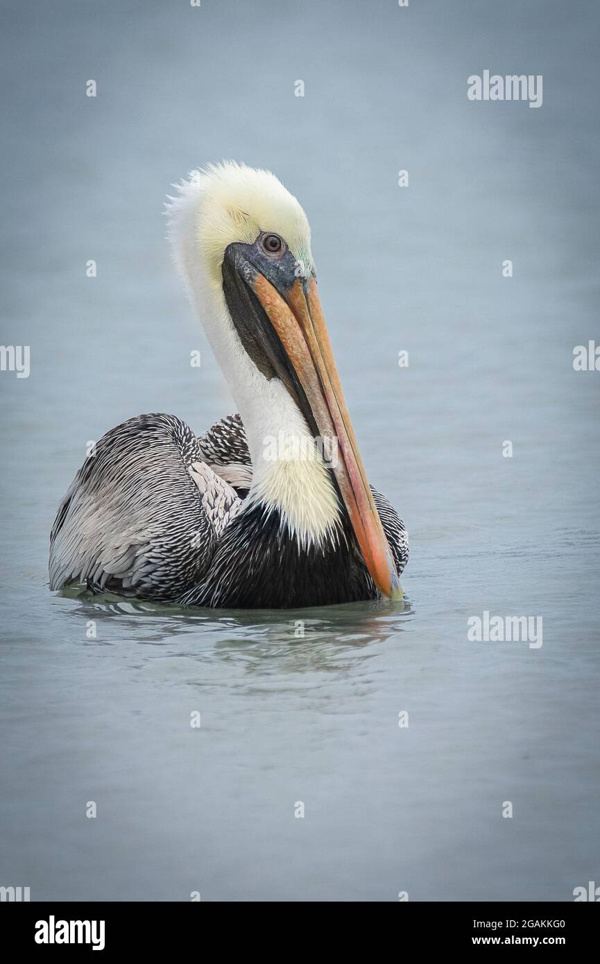 Brown Pelican Resting in the Inlet Stock Photo