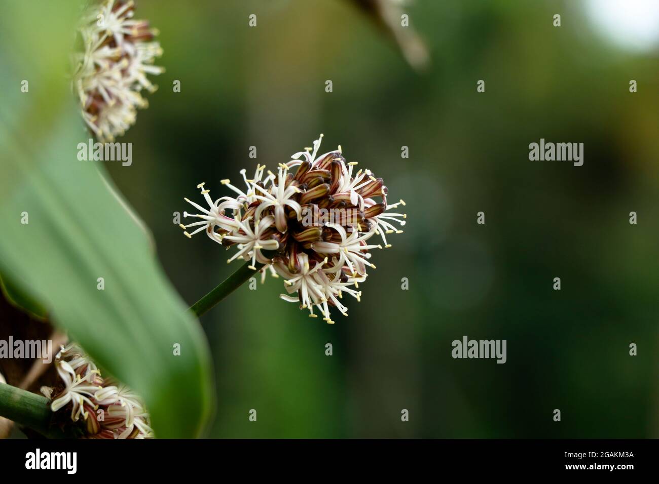 Flowers of Dracaena fragrans or cornstalk dracaena  commonly known as corn plant, selective focus Stock Photo