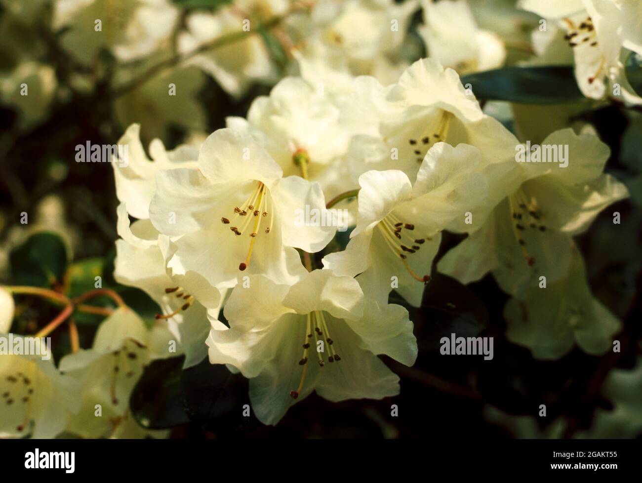 Rhododendron - Cowslip - white flower Stock Photo