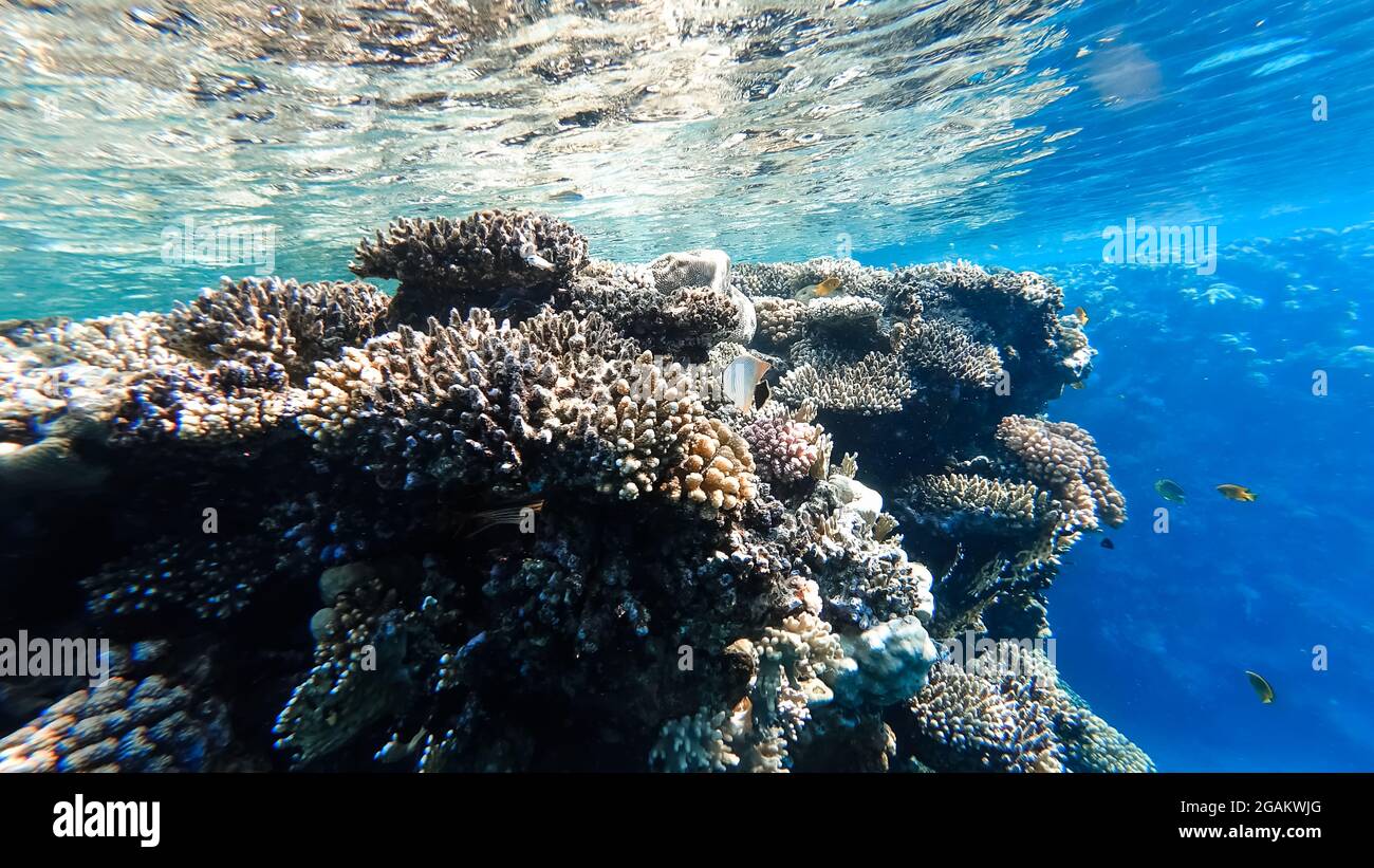 From the bottom of the sea hi-res stock photography and images - Alamy