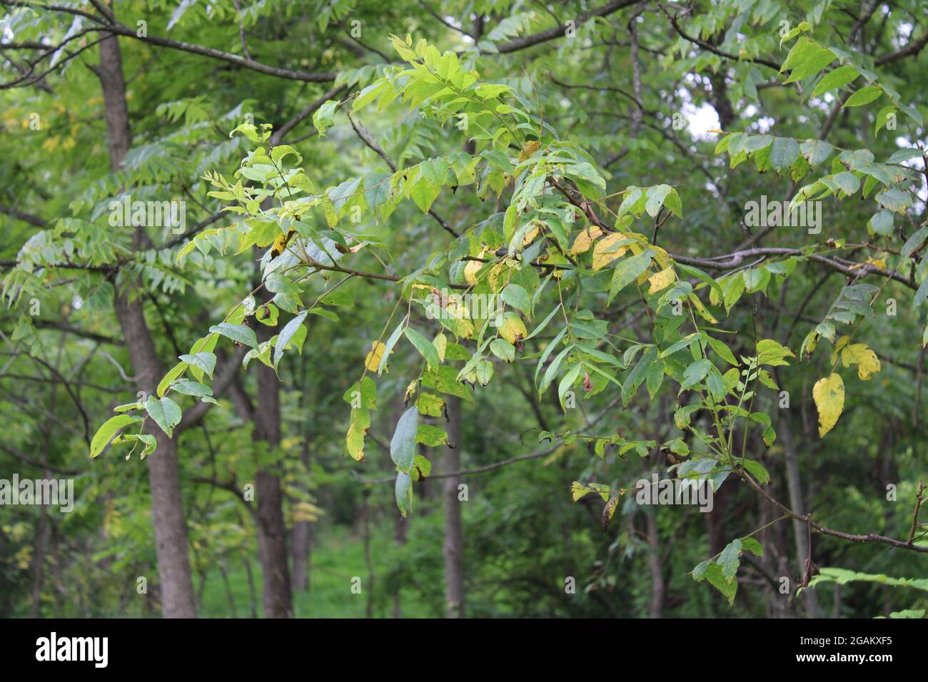A Black Walnut Tree Damaged by Chinese Lanternflies Stock Photo