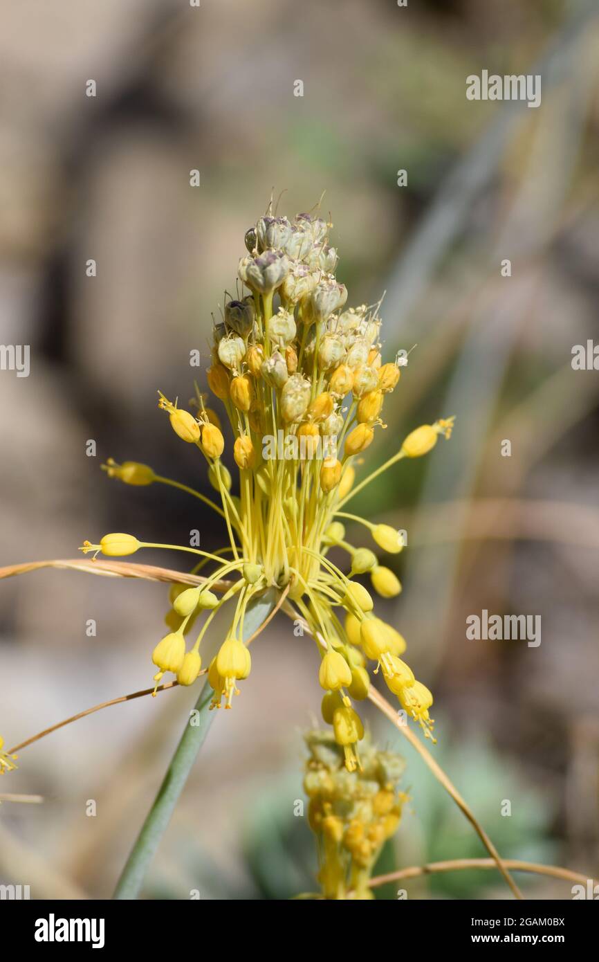 yellow-flowered-Garlic in full Bloom Stock Photo